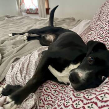 Savannah Banana -  Border Collie and Mixed Breed Dog for Adoption in Farmersville, Ohio - Savannah Banana | PetCurious