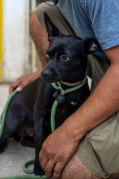 Rescue Chihuahua and Whippet Dogs for Adoption in New York, New York - Stella | PetCurious