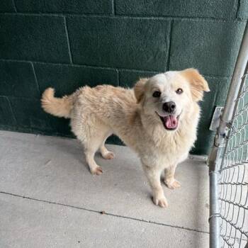 Great Pyrenees and Mixed Breed Dogs Available for Adoption in Carencro, Louisiana - Love-A-Lot Bear | PetCurious