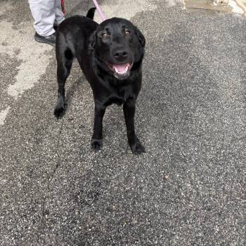 Mixed Breed Dogs Available for Adoption - Palmer | PetCurious