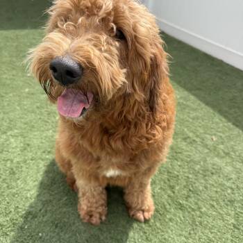Goldendoodle Dogs Available for Adoption in Myrtle Beach, South Carolina - Maya | PetCurious