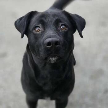 Opie -  Labrador Retriever and Mixed Breed Dog for Adoption in Falls Church, Virginia - Opie | PetCurious