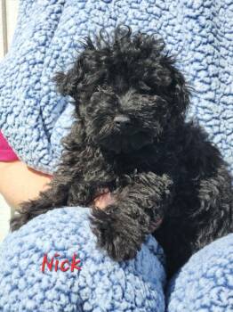 Maltese and Poodle Dogs Available for Adoption - Nick | PetCurious