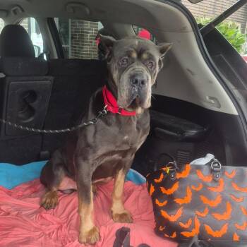 Droopy -  Cane Corso Dog for Adoption in Rossville, Georgia - Droopy | PetCurious