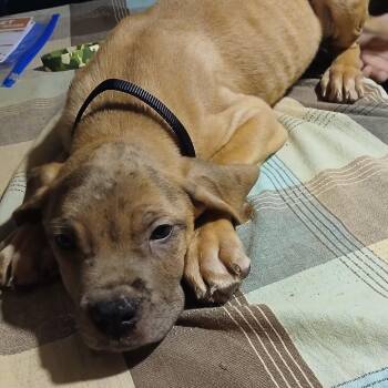 TumTum -  Cane Corso and Great Dane Dog for Adoption in Manchester, Pennsylvania - TumTum | PetCurious
