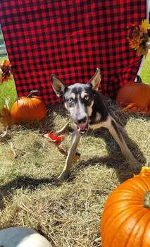 Rescue Siberian Husky and German Shepherd Dog Dogs for Adoption in Shelby County, Texas - Rowan | PetCurious