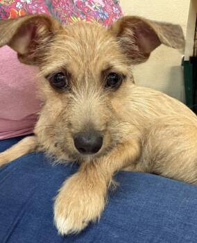 Mikey -  Terrier and Chihuahua Dog for Adoption in Los Angeles, California - Mikey | PetCurious