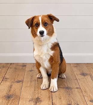 Deanna -  Corgi and Mixed Breed Dog for Adoption in Georgetown, Ohio - Deanna | PetCurious