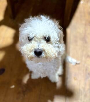 Maltipoo Dogs Available for Adoption - LEAH | PetCurious