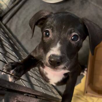 James -  Black Labrador Retriever and Mixed Breed Dog for Adoption in Phoenix, Arizona - James | PetCurious