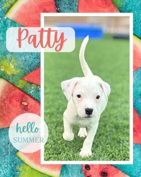 Rescue Pit Bull Terrier and Mixed Breed Dogs for Adoption in Mesa, Arizona - Patty | PetCurious