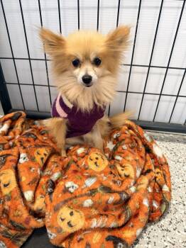 Rescue Pomeranian and Mixed Breed Dogs for Adoption in Broken Arrow, Oklahoma - Fizzing Whizbee | PetCurious