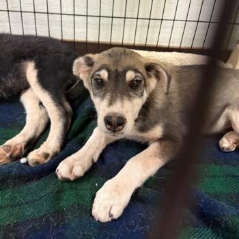 Frito -  Husky and Mixed Breed Dog for Adoption in Flagstaff, Arizona - Frito | PetCurious