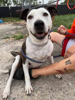 Rescue Pit Bull Terrier Dogs for Adoption in Detroit, Michigan - Peach | PetCurious