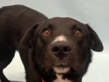 Tucker -  Labrador Retriever and Mixed Breed Dog for Adoption in Golden Valley, Minnesota - Tucker | PetCurious