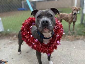American Bulldog and Mixed Breed Dogs Available for Adoption in Gainesville, Florida - London | PetCurious