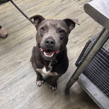 Duke -  Mixed Breed Dog for Adoption in Summerville, South Carolina - Duke | PetCurious