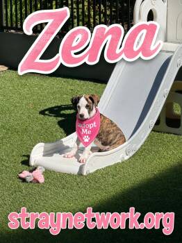 Zena -  American Staffordshire Terrier Dog for Adoption in Hatfield, Pennsylvania - Zena | PetCurious