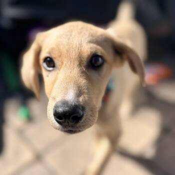 Grizzly -  Beagle and Labrador Retriever Dog for Adoption in Chatham, New Jersey - Grizzly | PetCurious
