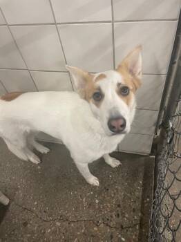 Husky and Mixed Breed Dogs Available for Adoption - Freya | PetCurious