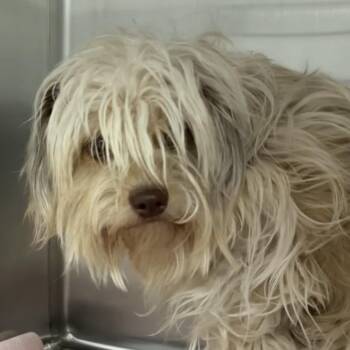 Terrier and Mixed Breed Dogs Available for Adoption - Mochi A2258664 | PetCurious