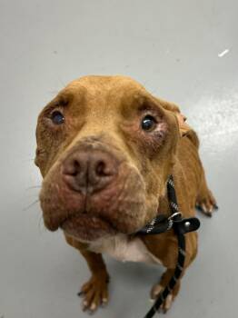 Rescue Terrier Dogs for Adoption in Hartsville, South Carolina - Vivian | PetCurious