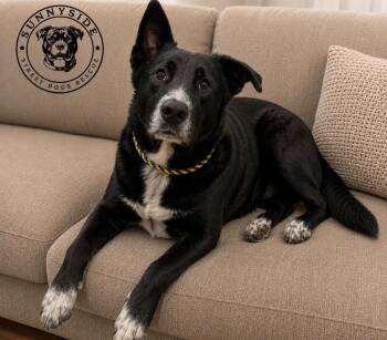 Bluey -  Border Collie and Shepherd Dog for Adoption in Houston, Texas - Bluey | PetCurious