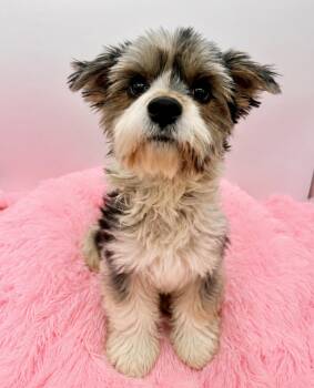 Snoopy -  Morkie Dog for Adoption in Covington, Louisiana - Snoopy | PetCurious