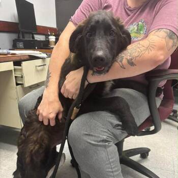 Ezra -  Newfoundland Dog and Mixed Breed Dog for Adoption in Washington, District Of Columbia - Ezra | PetCurious