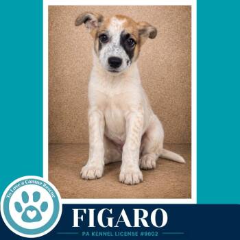 Figaro (Speckled Six) 082226 -  Cattle Dog Dog for Adoption in Kimberton, Pennsylvania - Figaro (Speckled Six) 082226 | PetCurious