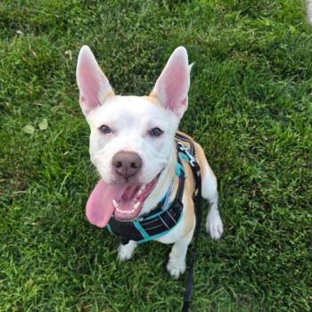 Violet -  Pit Bull Terrier and Husky Dog for Adoption in Philadelphia, Pennsylvania - Violet | PetCurious
