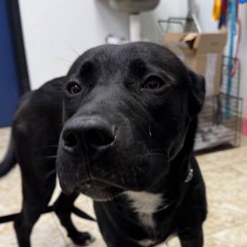 Rescue Mixed Breed Dogs for Adoption in Galveston, Texas - Bud | PetCurious