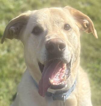 Blue -  Labrador Retriever and Mixed Breed Dog for Adoption in Jackson, Michigan - Blue | PetCurious