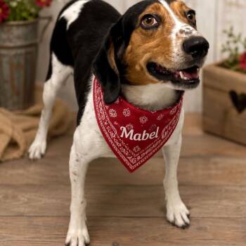 Mabel -  Treeing Walker Coonhound and Mixed Breed Dog for Adoption in Falls Church, Virginia - Mabel | PetCurious