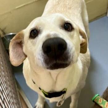 Lover Boy -  Labrador Retriever Dog for Adoption in Bethel, Connecticut - Lover Boy | PetCurious