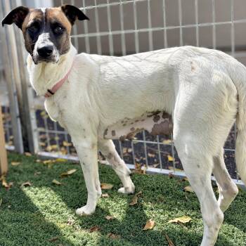Basil -  Hound and Terrier Dog for Adoption in Fullerton, Pennsylvania - Basil | PetCurious