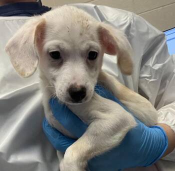 Gabe -  Dachshund and Chihuahua Dog for Adoption in Golden, Colorado - Gabe | PetCurious