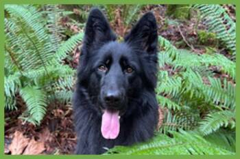 Winter -  German Shepherd Dog Dog for Adoption in Amherst, Massachusetts - Winter | PetCurious