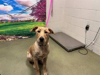 A552258 -  Labrador Retriever and Mixed Breed Dog for Adoption in Moreno Valley, California - A552258 | PetCurious
