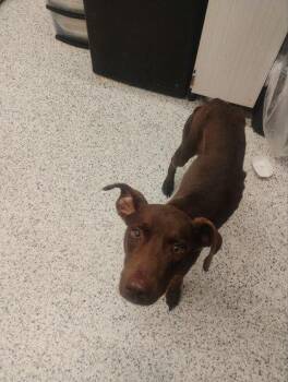 Cocoa -  Mixed Breed Dog for Adoption in Atlanta, Georgia - Cocoa | PetCurious