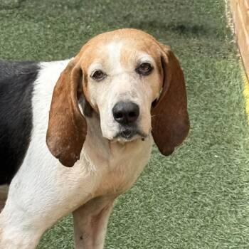 Coonhound Dogs Available for Adoption in Itasca, Illinois - Pollie | PetCurious