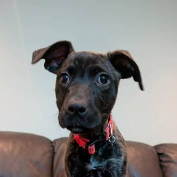 Mastiff Dogs Available for Adoption - Little Bambam (20260216-08) | PetCurious