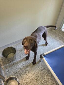 Luna -  Terrier Dog for Adoption in Athens, Tennessee - Luna | PetCurious
