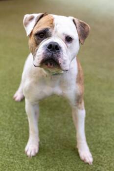 Blondie -  American Bulldog and Mixed Breed Dog for Adoption in Merriam, Kansas - Blondie | PetCurious
