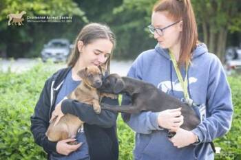 Terrier and Mixed Breed Dogs Available for Adoption in North Charleston, South Carolina - 06297B Mort | PetCurious