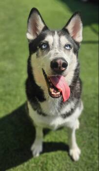 Loki -  Siberian Husky Dog for Adoption in Menifee, California - Loki | PetCurious