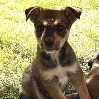 Patsy -  Mixed Breed Dog for Adoption in Prescott, Arizona - Patsy | PetCurious