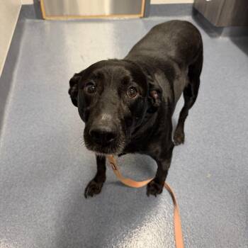 Luna -  Black Labrador Retriever Dog for Adoption in Saint Joseph, Missouri - Luna | PetCurious