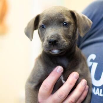 Mixed Breed Dogs Available for Adoption - Rylee 22342 | PetCurious