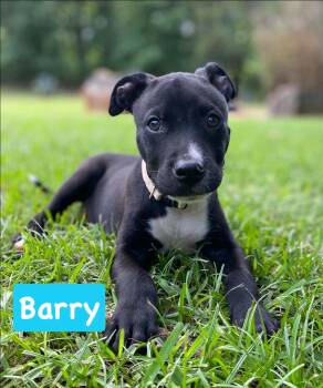 Terrier and Chihuahua Dogs Available for Adoption in Littleton, Colorado - Barry | PetCurious